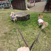 ヒメ日記 2025/10/09 22:48 投稿 小鳥遊 凛（たかなし りん） 湯房すずめ