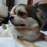 ヒメ日記 2025/11/14 23:33 投稿 小鳥遊 凛（たかなし りん） 湯房すずめ