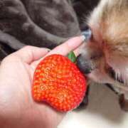 ヒメ日記 2025/12/10 21:25 投稿 小鳥遊 凛（たかなし りん） 湯房すずめ