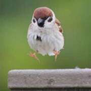 ヒメ日記 2025/01/12 15:58 投稿 柏木 歌音（かしわぎ かのん） 湯房すずめ