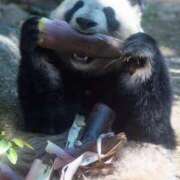 ヒメ日記 2025/03/10 16:55 投稿 柏木 歌音（かしわぎ かのん） 湯房すずめ