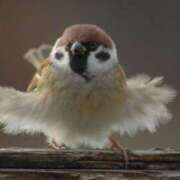 ヒメ日記 2025/06/30 10:34 投稿 柏木 歌音（かしわぎ かのん） 湯房すずめ