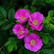 ヒメ日記 2025/12/08 23:32 投稿 柏木 歌音（かしわぎ かのん） 湯房すずめ