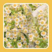 ヒメ日記 2025/04/21 14:36 投稿 りさ 一宮稲沢小牧ちゃんこ