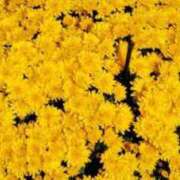 ヒメ日記 2025/05/10 08:45 投稿 葉月 待ちナビ