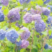 ヒメ日記 2026/06/03 11:50 投稿 あきら ローズ～ミドルエイジ～