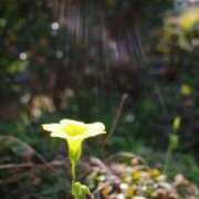 ヒメ日記 2026/02/24 17:01 投稿 あやね X-PARTY