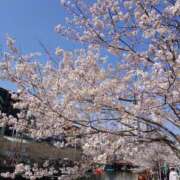 おとは 満開🌸*･ 横浜人妻セレブリティ（ユメオト）
