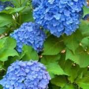 ヒメ日記 2026/06/08 06:00 投稿 あいみ 深海魚
