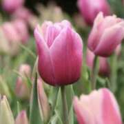 ヒメ日記 2025/03/02 16:34 投稿 いろは コレクション