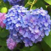 ヒメ日記 2025/06/13 18:52 投稿 いろは コレクション