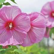 ヒメ日記 2025/06/25 20:11 投稿 いろは コレクション