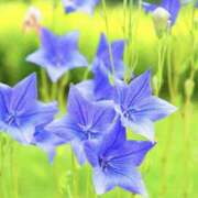 ヒメ日記 2025/11/07 19:33 投稿 いろは コレクション