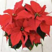 ヒメ日記 2026/01/04 19:42 投稿 いろは コレクション