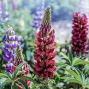 ヒメ日記 2026/03/03 19:27 投稿 いろは コレクション