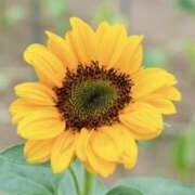 いろは ６月のお礼♡ ストロベリーハウス