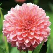 いろは ７月のお礼♡ ストロベリーハウス