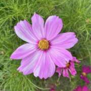 いろは ８月と９月のお礼♡ ストロベリーハウス