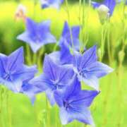 ヒメ日記 2025/11/07 19:41 投稿 いろは ストロベリーハウス