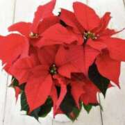 ヒメ日記 2026/01/04 20:00 投稿 いろは ストロベリーハウス