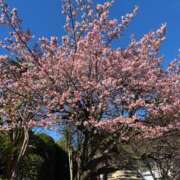 ヒメ日記 2026/02/09 15:24 投稿 酒寄 熟女の風俗最終章 横浜本店