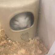 ヒメ日記 2024/12/08 10:39 投稿 おと 白いぽっちゃりさん五反田店