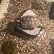 ヒメ日記 2025/02/11 17:31 投稿 おと 白いぽっちゃりさん五反田店