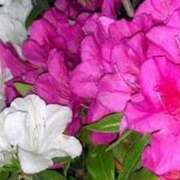 ヒメ日記 2025/04/26 17:15 投稿 ラン Club Hearts