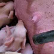 ヒメ日記 2025/01/24 22:55 投稿 さ　よ ママれもん錦糸町店