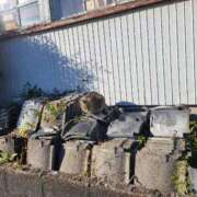 ヒメ日記 2025/02/24 09:45 投稿 さ　よ ママれもん錦糸町店