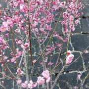 ヒメ日記 2025/02/24 16:45 投稿 ちの 熟女家 ミナミエリア店