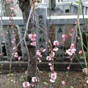 ヒメ日記 2025/03/05 17:15 投稿 ちの 熟女家 ミナミエリア店