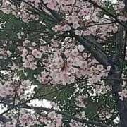 ヒメ日記 2026/03/10 20:53 投稿 ちの 熟女家 ミナミエリア店