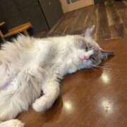 ヒメ日記 2025/04/27 16:37 投稿 ひより 全裸のいいなり美女OR満員ちかん電車