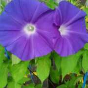 ヒメ日記 2025/07/11 10:14 投稿 町村 熟女の風俗最終章　鶯谷店