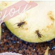 ヒメ日記 2025/09/15 22:04 投稿 町村 熟女の風俗最終章　鶯谷店