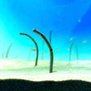 ヒメ日記 2025/09/11 17:32 投稿 ちな 新橋フェアリーズ