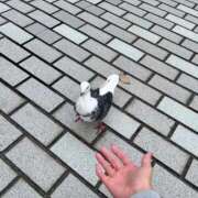 ヒメ日記 2025/10/20 15:41 投稿 コトリ ラブ&ピース 大宮店