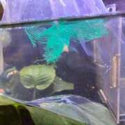 ヒメ日記 2025/11/06 15:02 投稿 コトリ ラブ&ピース 大宮店