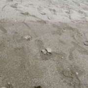 ヒメ日記 2025/06/29 12:58 投稿 ローズ みるくまんもす下妻エリア