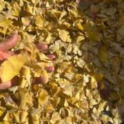 ヒメ日記 2024/12/11 11:43 投稿 もみじ 成田人妻花壇