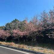 ヒメ日記 2025/03/10 16:15 投稿 もみじ 成田人妻花壇