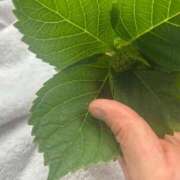 ヒメ日記 2025/04/23 15:37 投稿 もみじ 成田人妻花壇