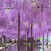 ヒメ日記 2025/05/02 17:44 投稿 もみじ 成田人妻花壇