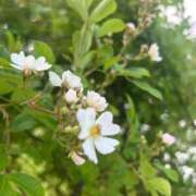 ヒメ日記 2025/05/08 23:15 投稿 もみじ 成田人妻花壇