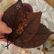 ヒメ日記 2025/11/02 06:08 投稿 もみじ 成田人妻花壇