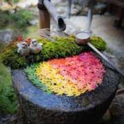 ヒメ日記 2025/11/18 18:36 投稿 もみじ 成田人妻花壇