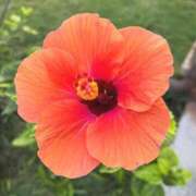 ヒメ日記 2025/12/02 17:50 投稿 もみじ 成田人妻花壇