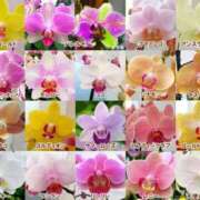 ヒメ日記 2025/12/09 09:27 投稿 もみじ 成田人妻花壇