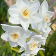 ヒメ日記 2026/03/24 15:45 投稿 もみじ 成田人妻花壇